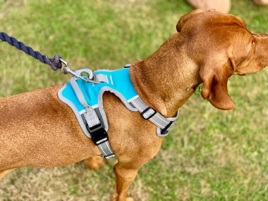 Henry Wag Dog Travel Harness-Aqua/Grey-M