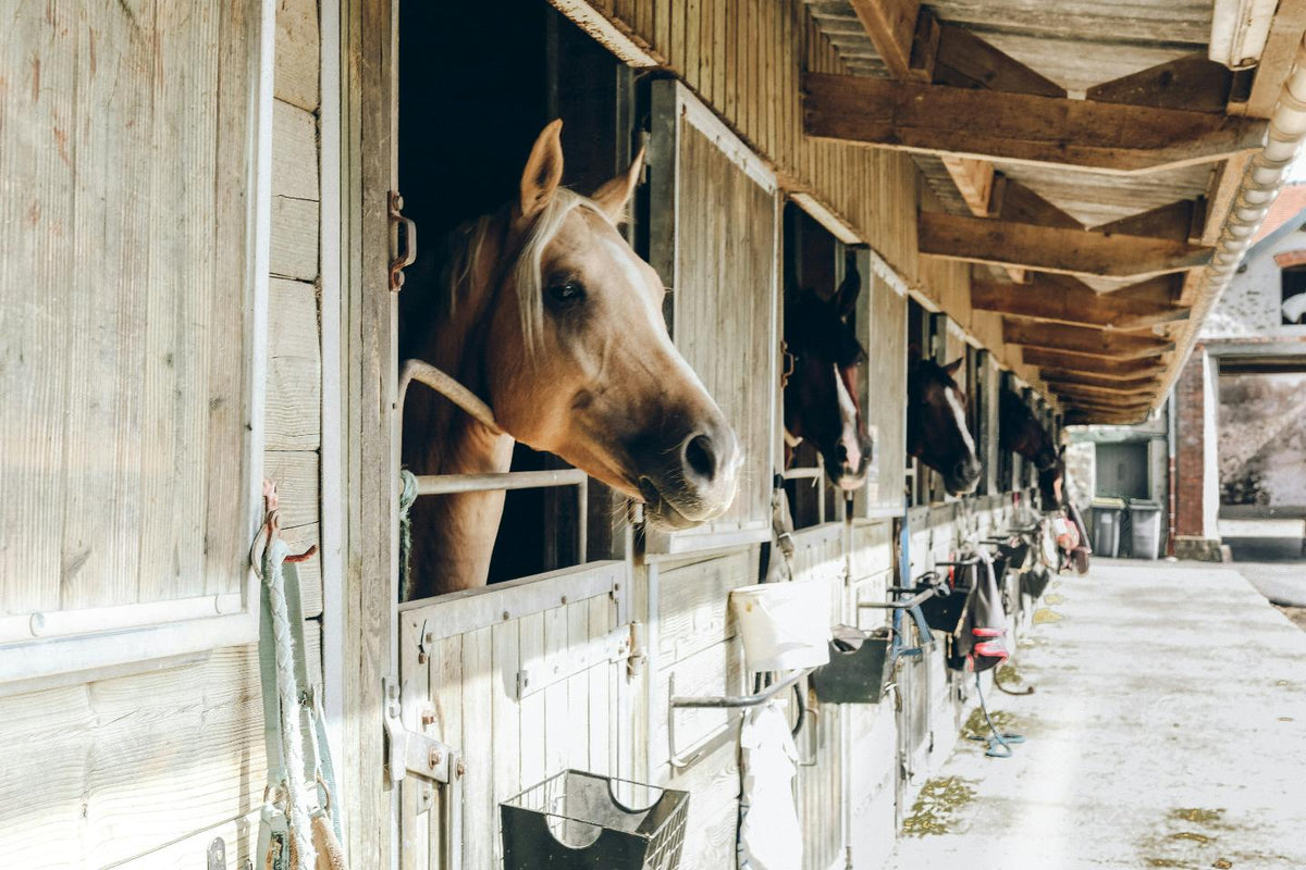 For The Stable