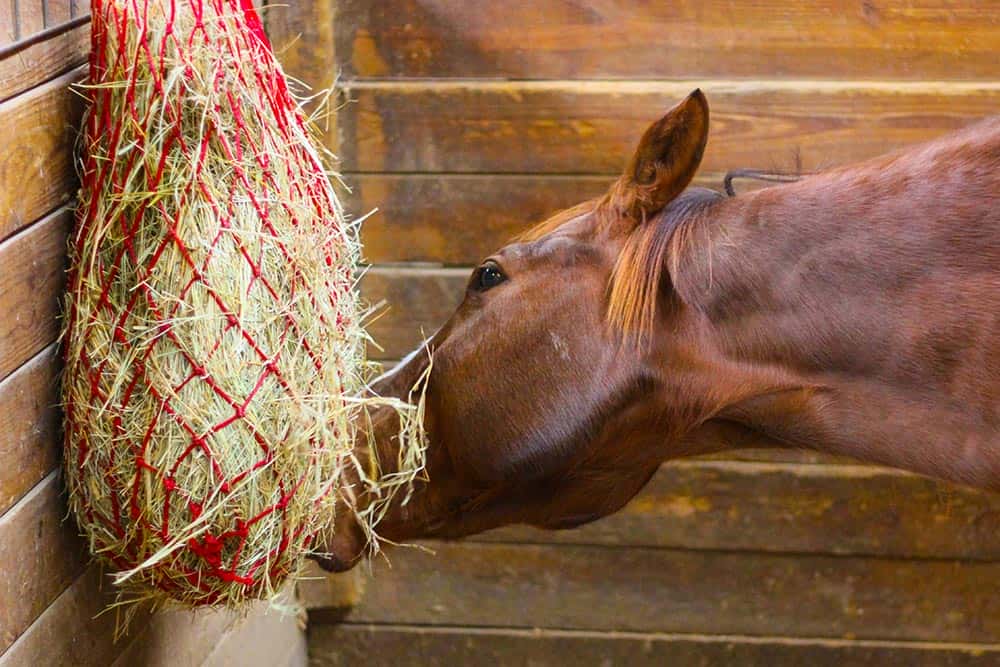 For The Horse