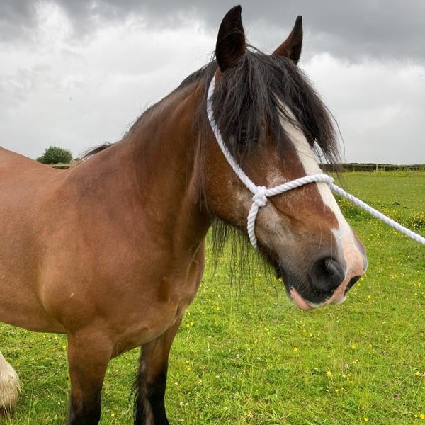 Adjustable White Rope Halter