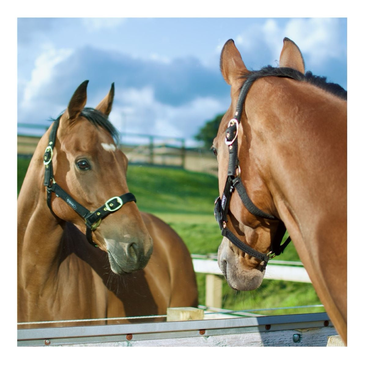 Cameo Equine Padded Headcollar
