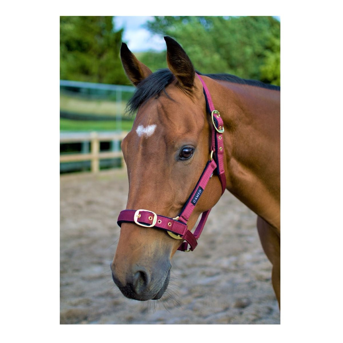 Cameo Equine Padded Headcollar
