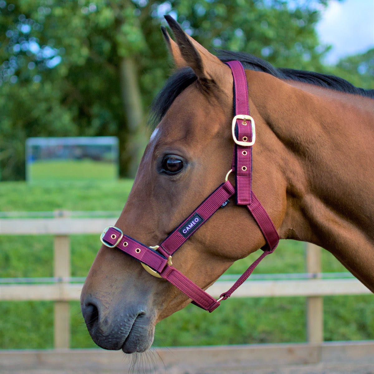 Cameo Equine Padded Headcollar