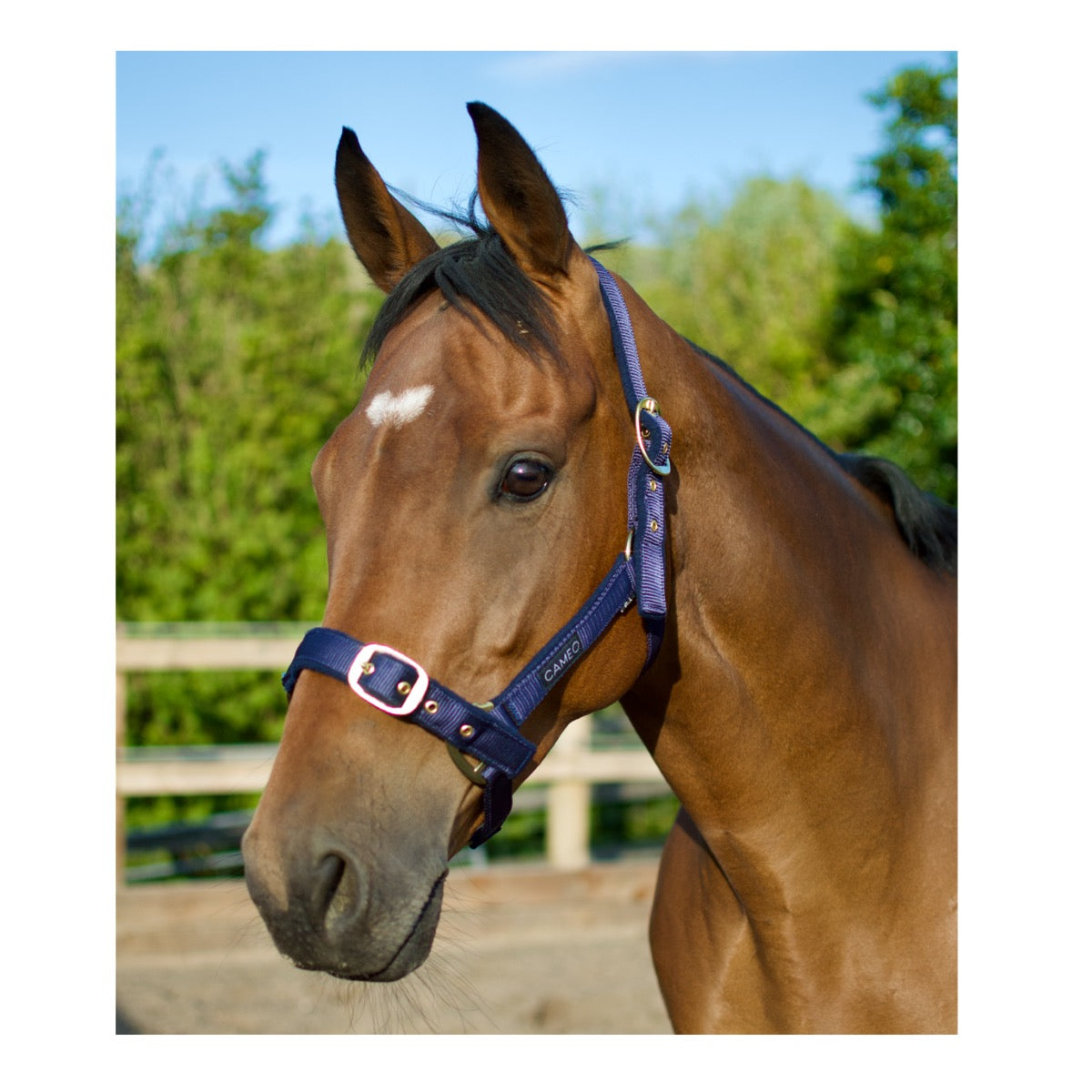 Cameo Equine Padded Headcollar