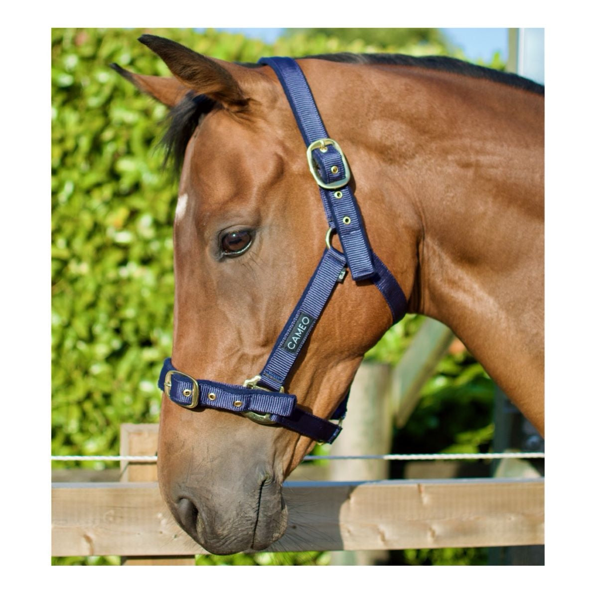 Cameo Equine Padded Headcollar