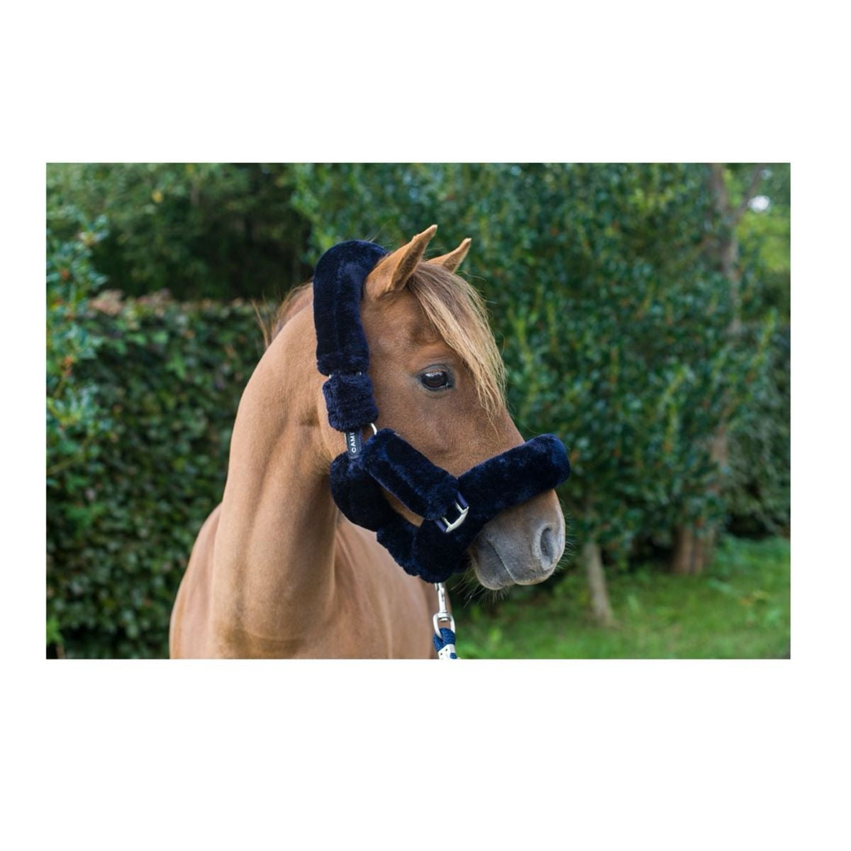 Cameo Equine Deluxe Headcollar