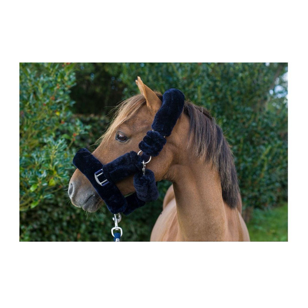 Cameo Equine Deluxe Headcollar