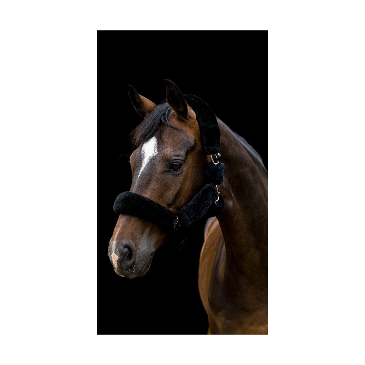 Cameo Equine Deluxe Headcollar