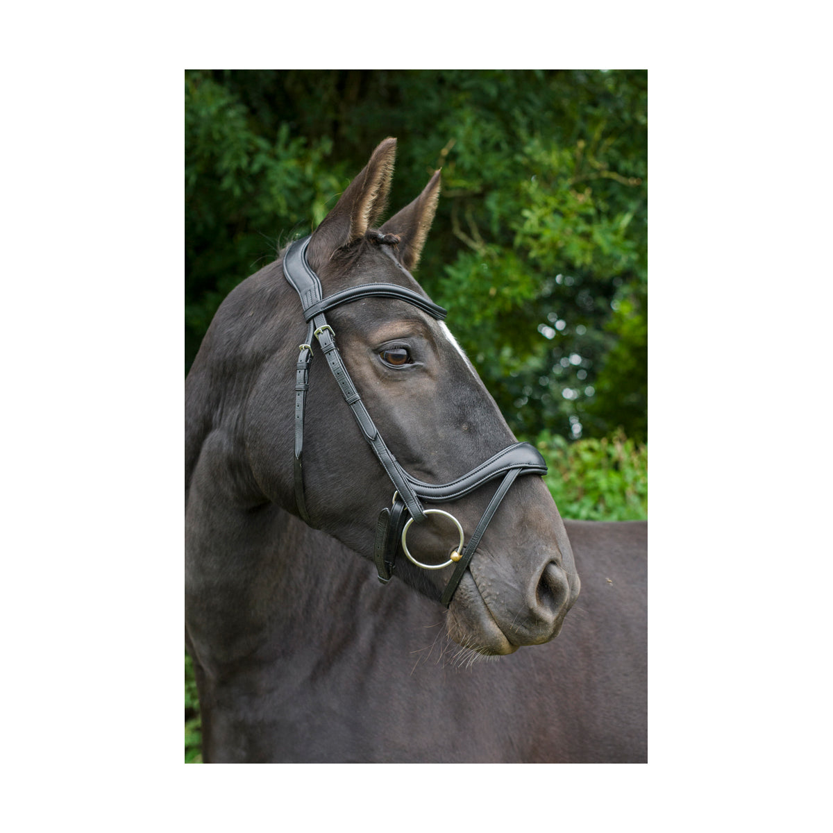Ecosoft Enigma Bridle
