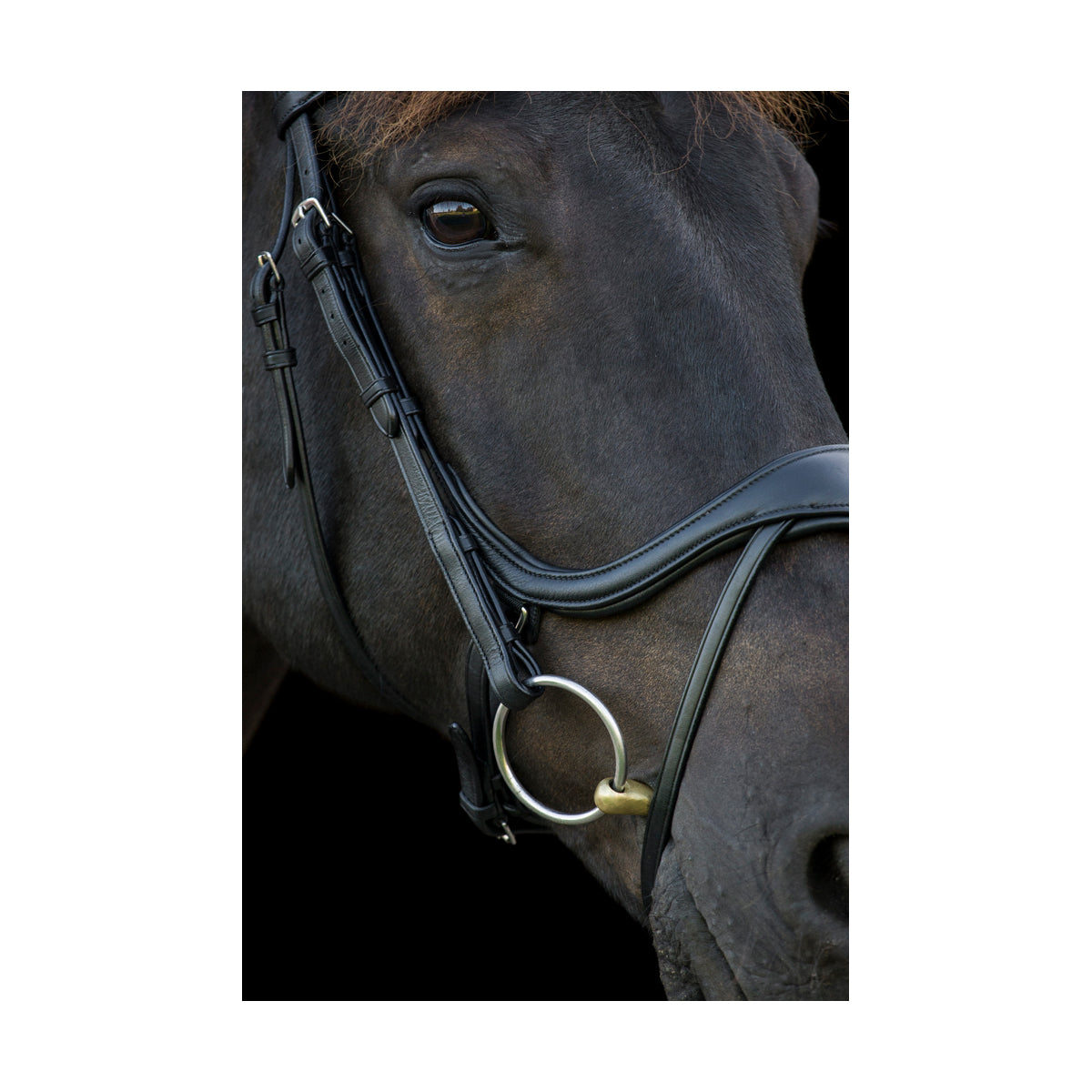 Ecosoft Enigma Bridle