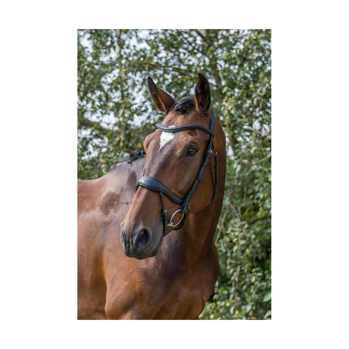 Ecosoft Enigma Bridle