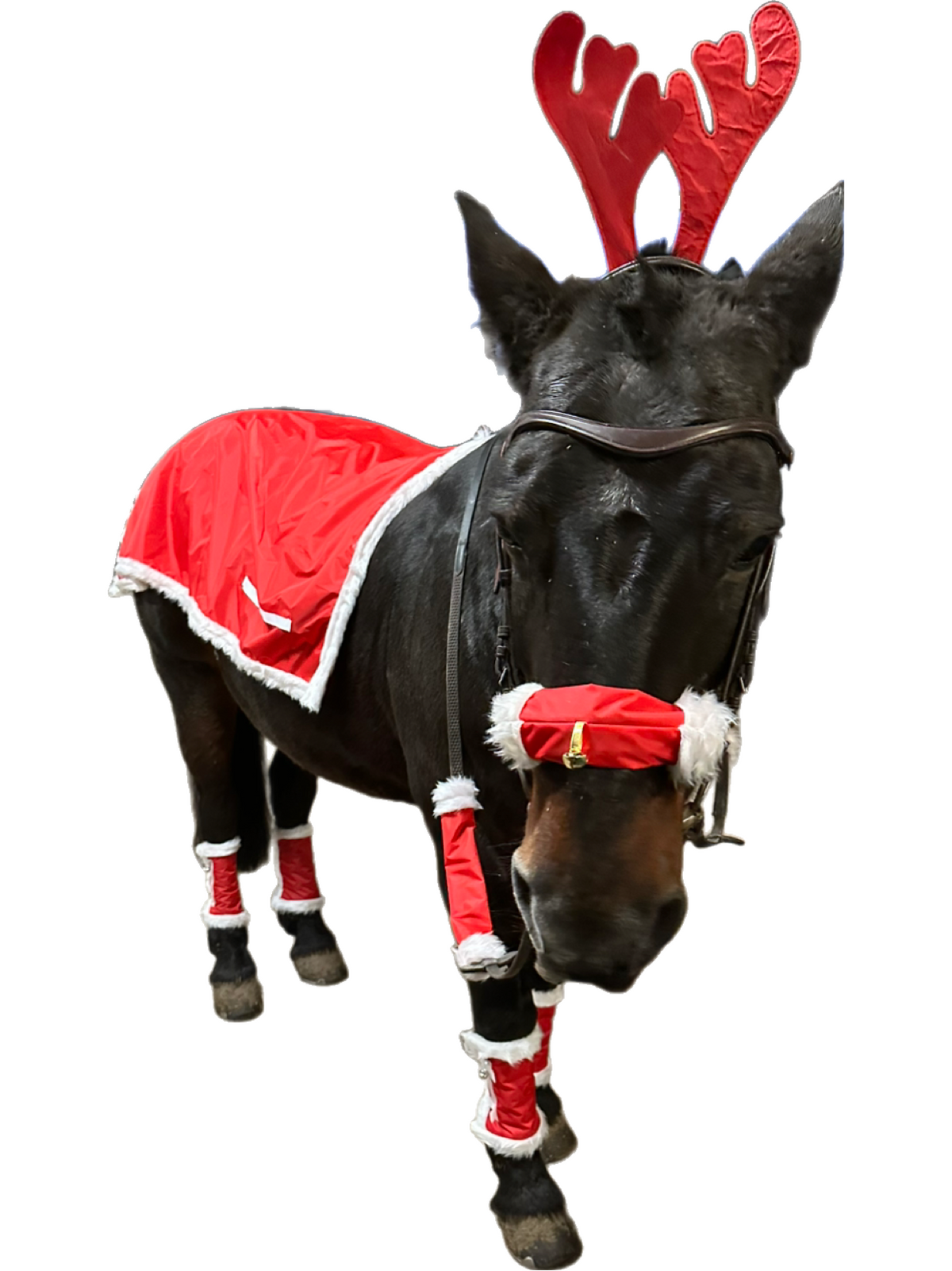 Christmas horse accessories