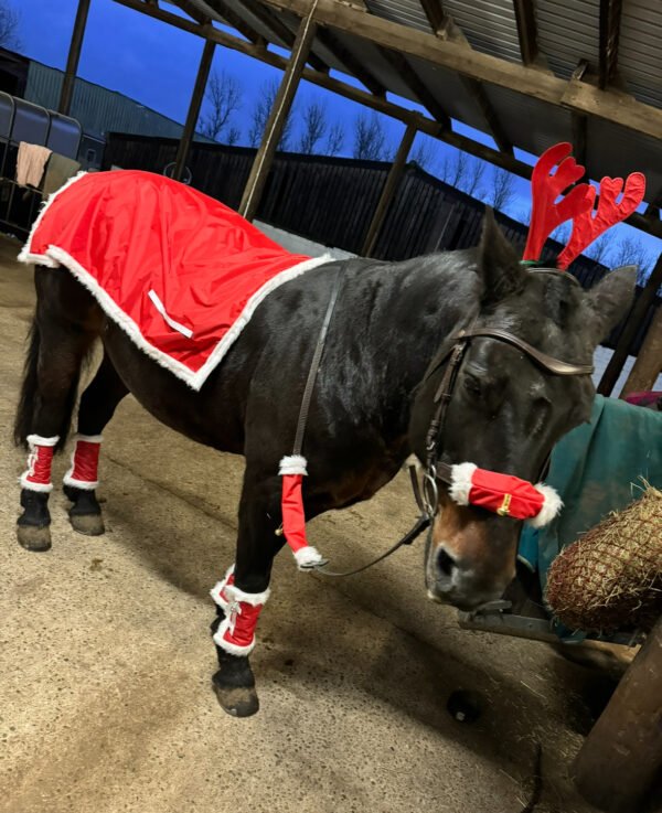 Christmas horse accessories- Antlers, leg wraps, bridle accessories and exercise sheet - Image 3