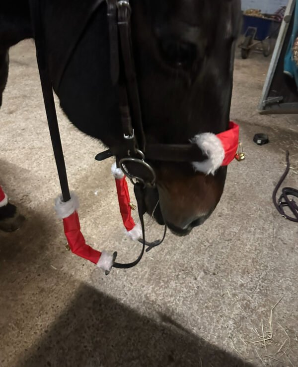 Christmas horse accessories- Antlers, leg wraps, bridle accessories and exercise sheet - Image 2