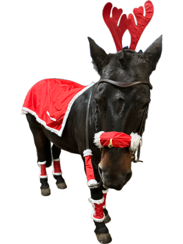 Christmas horse antlers - Image 2