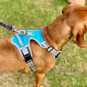 Henry Wag Dog Travel Harness-Aqua/Grey-M