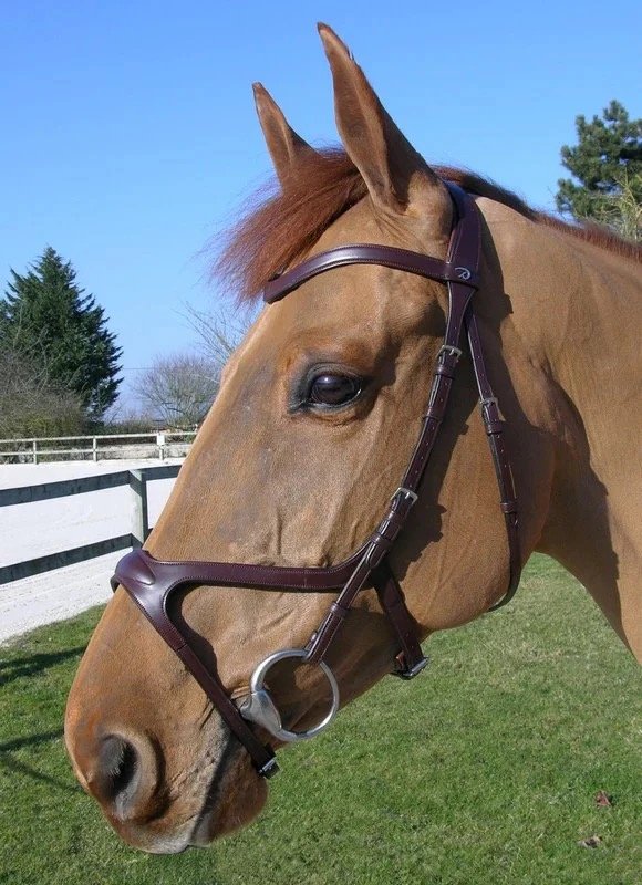 Dy'on New English Collection X-Fit Anatomic Bridle-Black-Pony