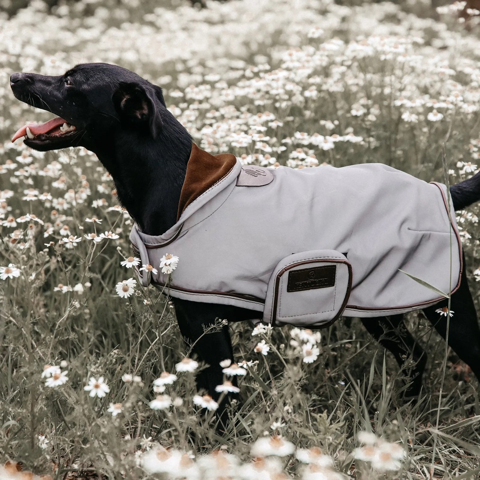 Kentucky Reflective and Waterproof Dog Coat-XL - Image 2
