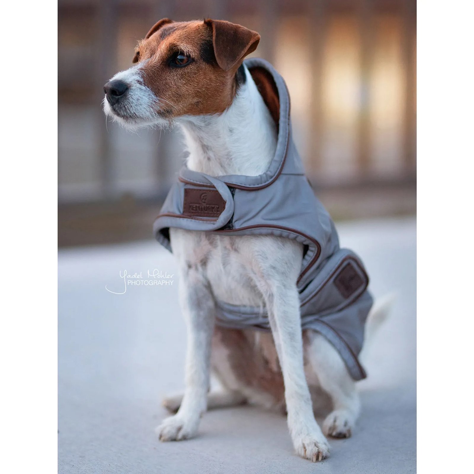 Kentucky Reflective and Waterproof Dog Coat-XL - Image 3