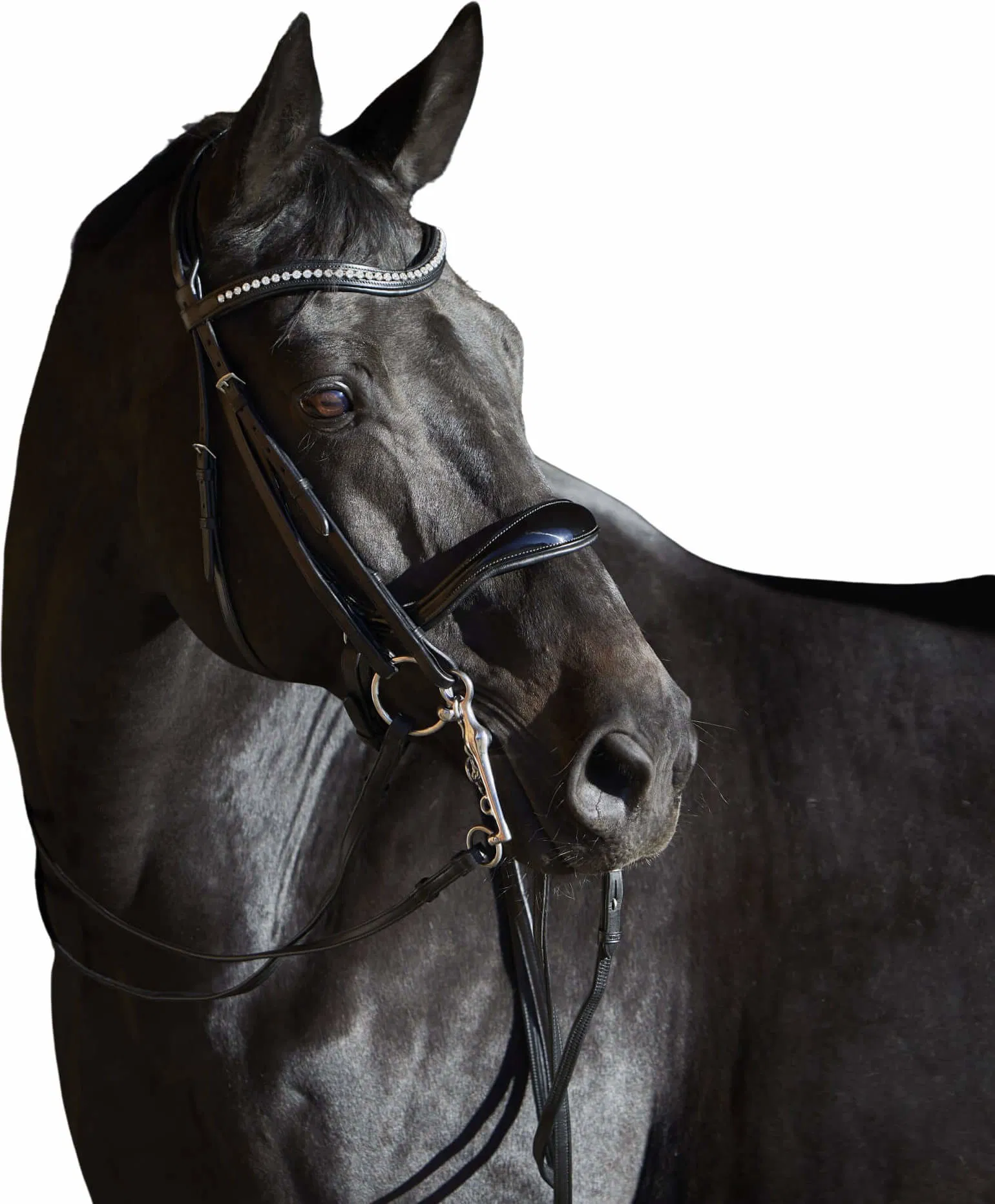 Kieffer Ultrasoft Amy double Bridle-Black-Cob